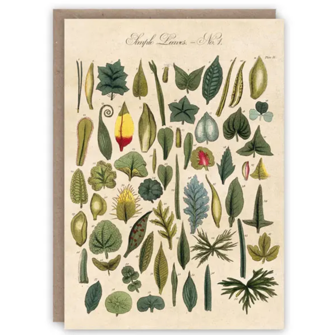 Simple Plant Leaves of different forms greetings card